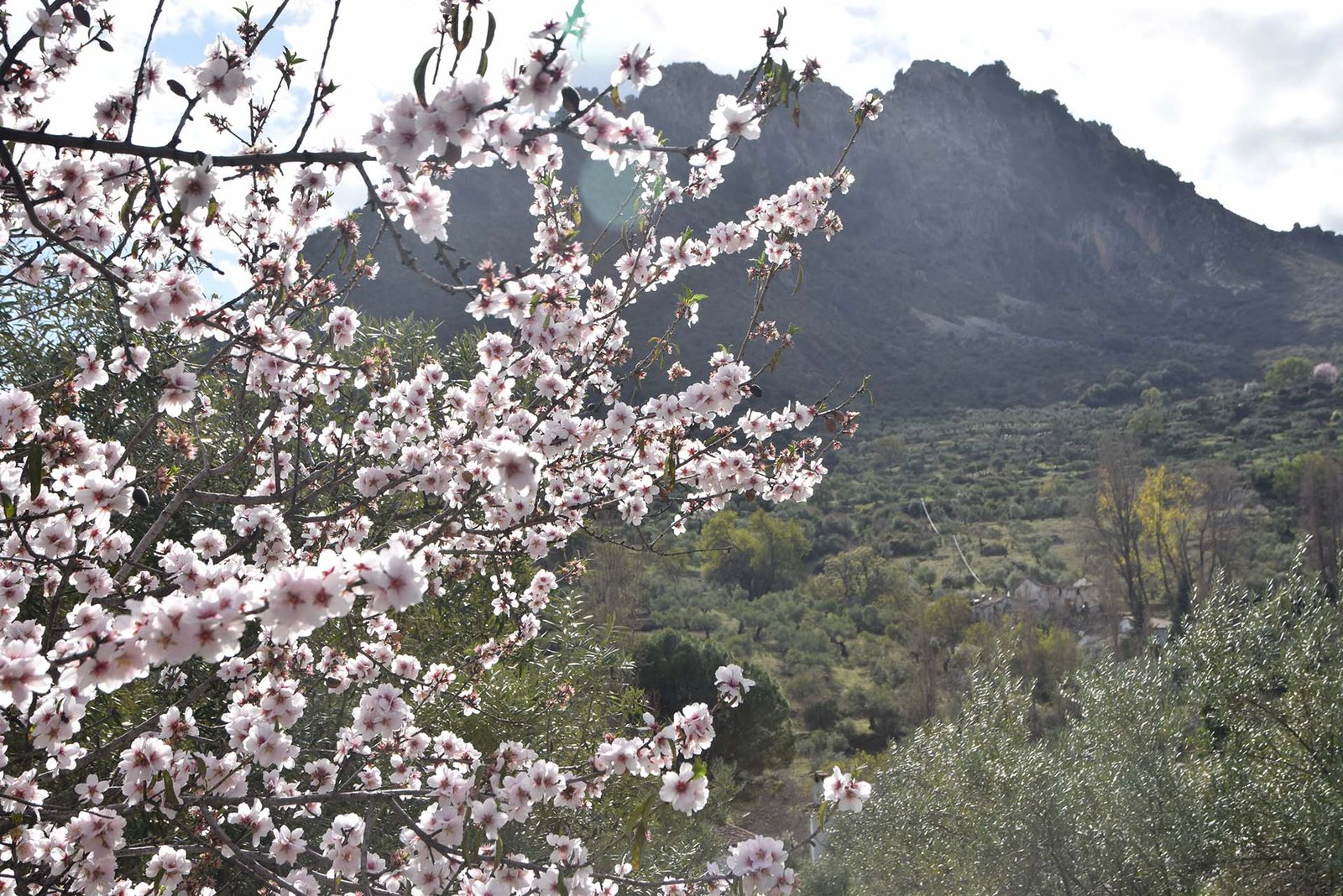22-01-22 Almendros 01