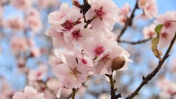 22-01-22 Almendros 04