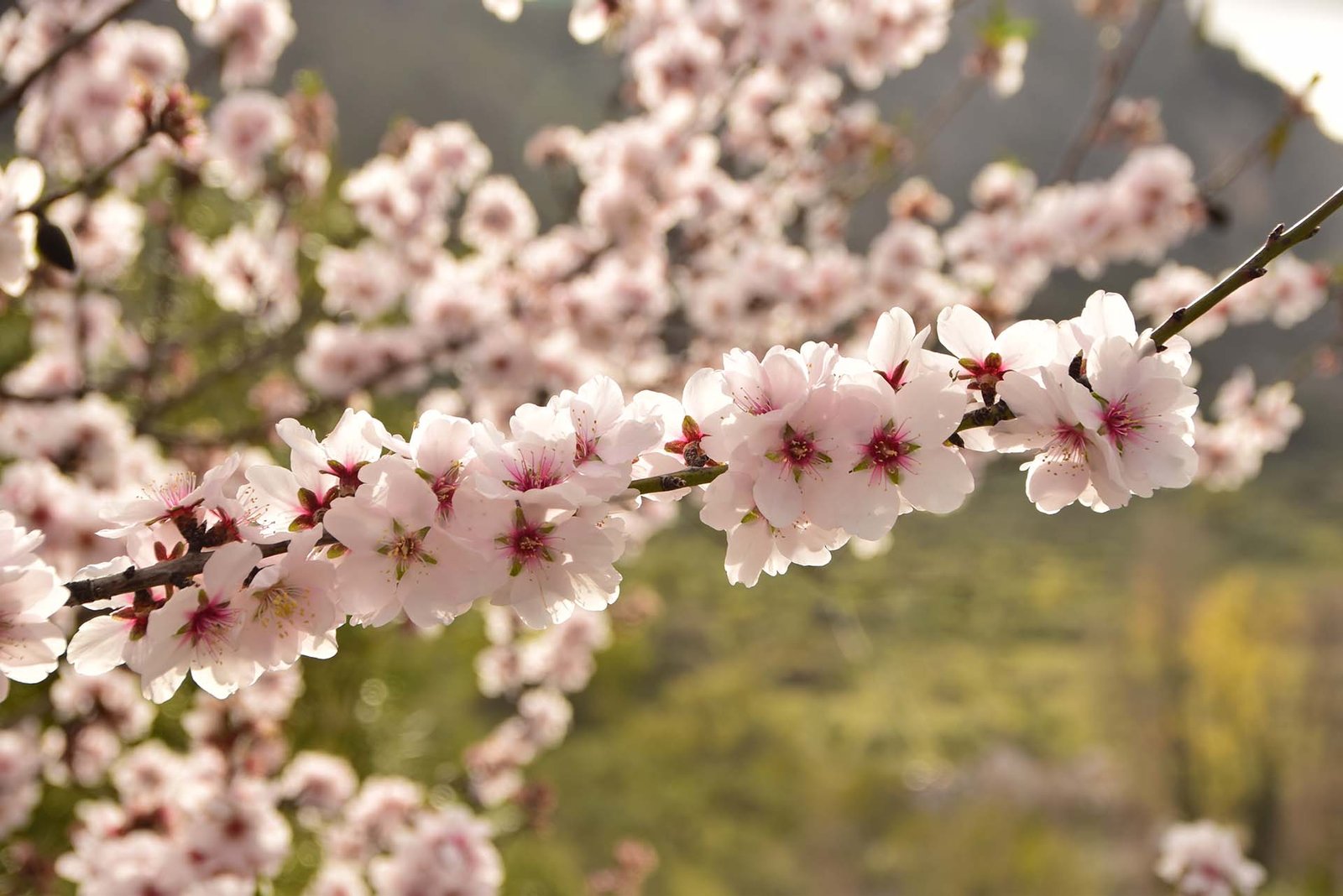 22-01-22 Almendros 08