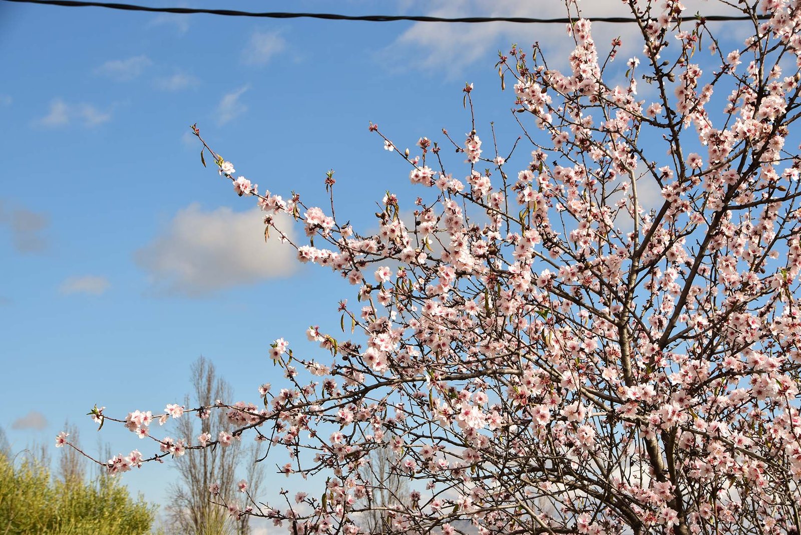 22-01-22 Almendros 09