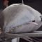 atun1